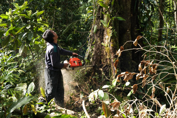 Tree Removal for Businesses